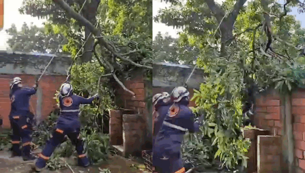 Podan árbol que representaba un peligro en colonia de San Salvador