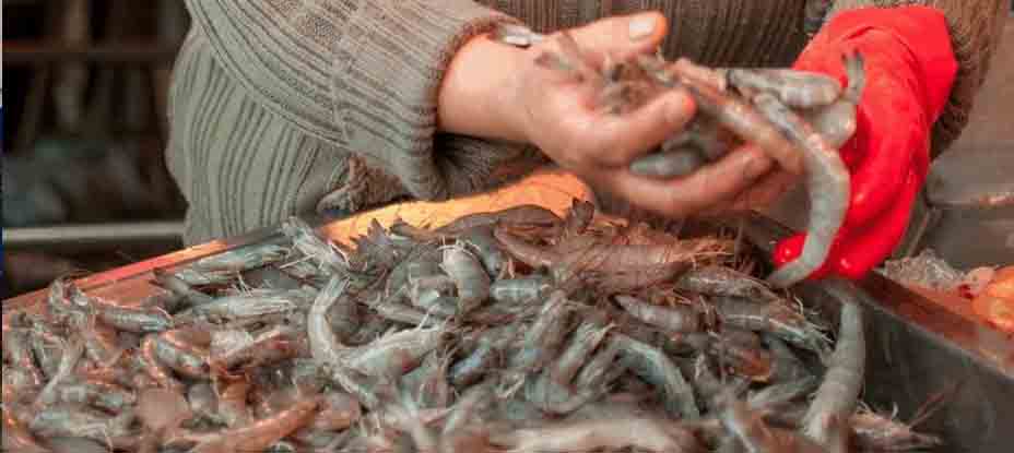 Inicia la veda de camarón en el país