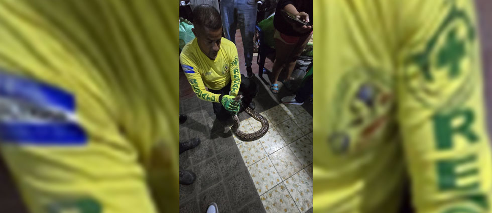 Comandos desalojan enorme boa de una vivienda en San Martín