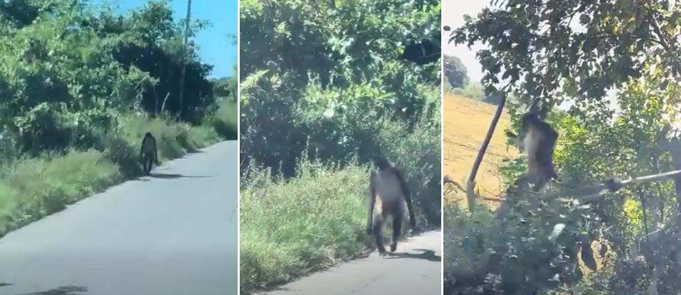 Captan a un simpático mono caminando sobre la orilla de una carretera en Usulután