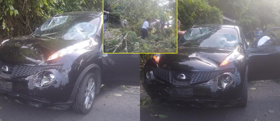 Enorme árbol cae sobre auto en movimiento en La Libertad