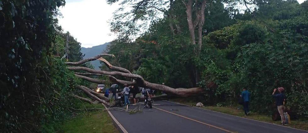 Fuertes vientos derriban enorme árbol en Sonsonate