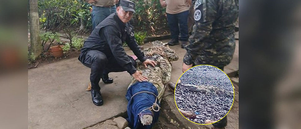 Autoridades ubican y atrapan a enorme cocodrilo visto en playa El Zonte