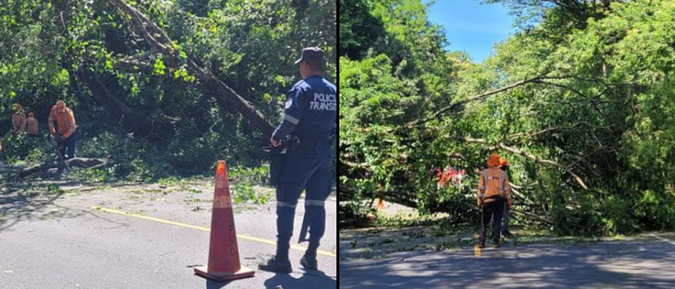 Retiran árbol caído que obstruía el paso vehicular en carretera Panamericana
