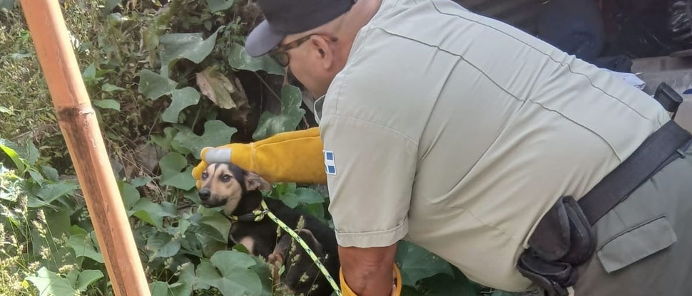 Rescatan a perrito que fue atropellado en carretera al Boquerón