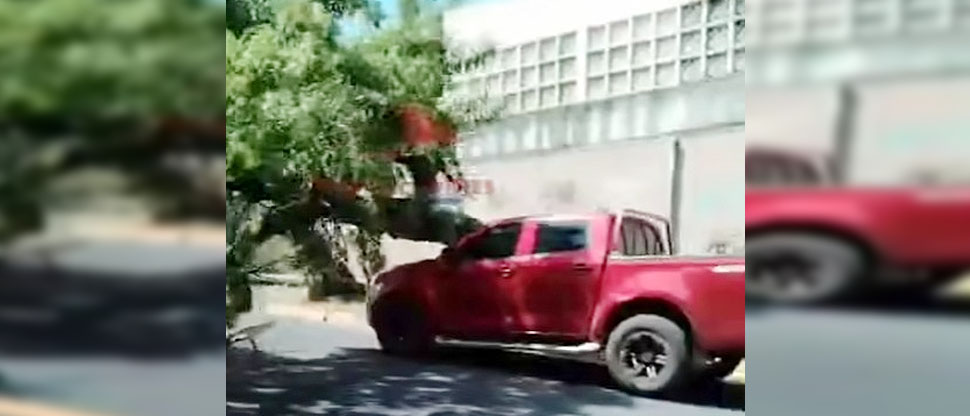 Árbol cae sobre vehículo que circulaba en calle Gabriela Mistral, San Salvador
