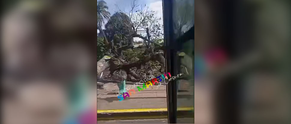 Árbol derribado por los vientos bloquea la calle al cantón Dolores Apulo en el lago de Ilopango