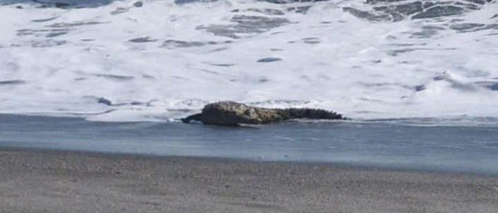 Alertan sobre la presencia de un cocodrilo en la playa Amatecampo
