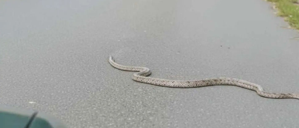 Automovilista frena para permitir que serpiente de gran tamaño cruce la carretera en Guatemala