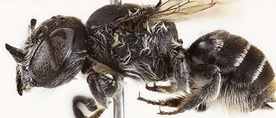 Descubren en Australia a «Lucifer», una nueva especie de abeja con «cuernos de diablo»