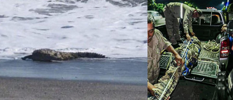 Atrapan a cocodrilo que apareció en playa Amatecampo de La Paz