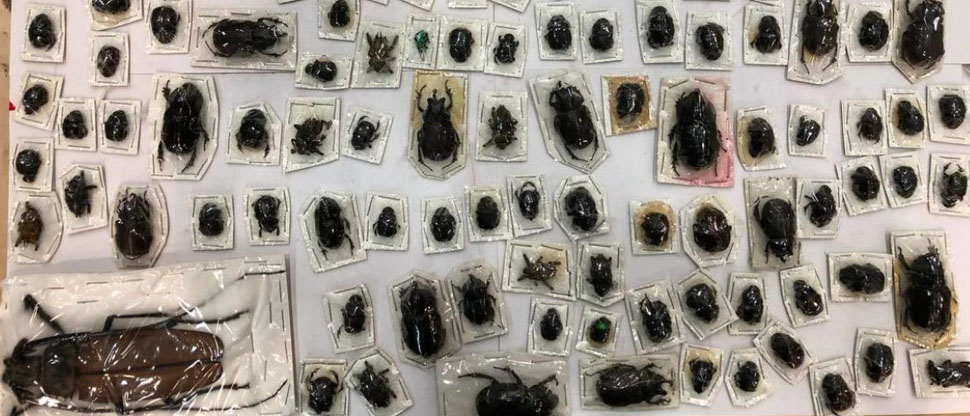 Aduana rusa descubre 200 escarabajos exóticos en paquetes provenientes de Perú
