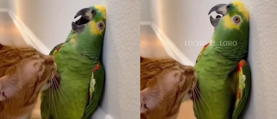 Loro se vuelve viral al pedir auxilio por pensar que gatito lo quería comer
