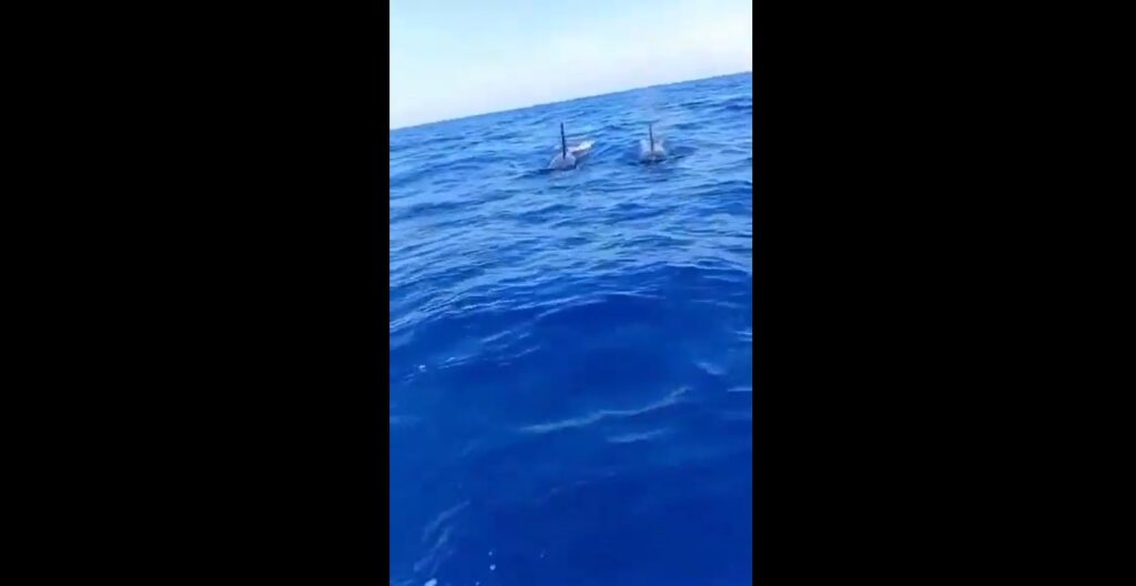 Pescadores captan impresionante show de orcas en Los Cóbanos