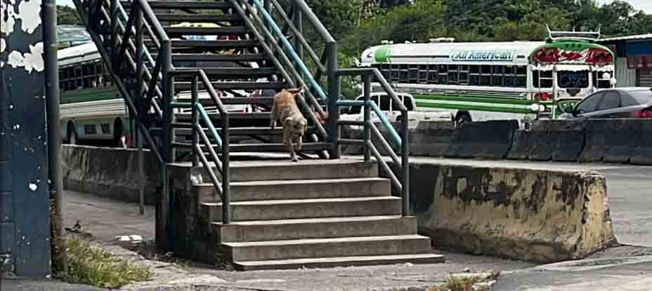 ¡Aprendan!: perrito muestra uso de la pasarela en Troncal del Norte