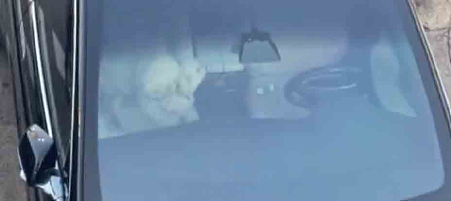 Captan a peluditos «haciendo el delicioso» en el interior de un automóvil