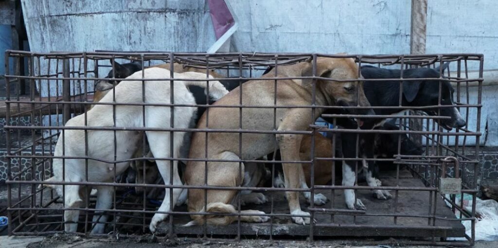 Prohíben la venta de carne de perro y gato en Yakarta, Indonesia
