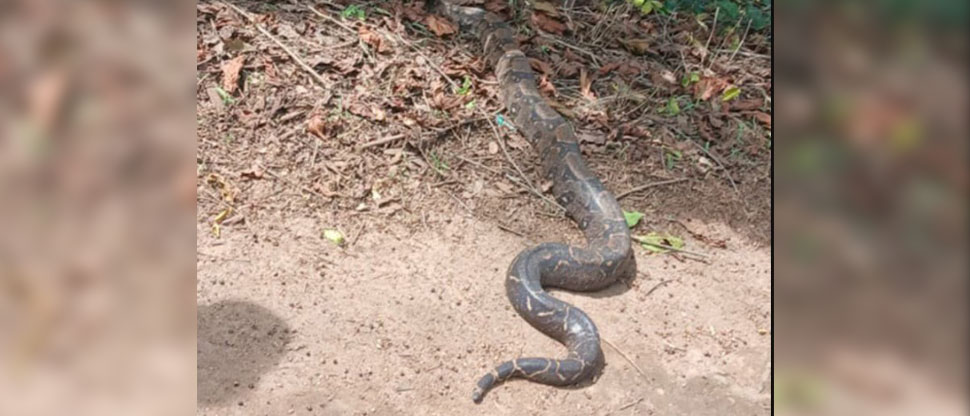 Captan tremenda serpiente entre los cafetales de Tepecoyo