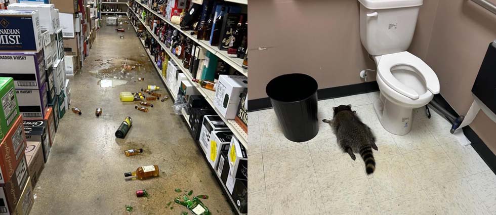 ¡Insólito! Mapache irrumpe en una licorería y lo hallan desmayado en el baño: «Se emborrachó»
