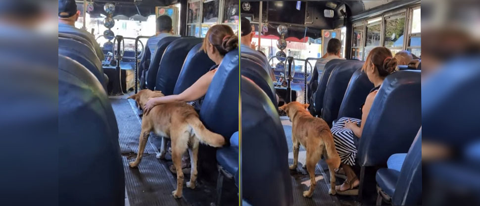 “Firulais” se viraliza al viajar tranquilamente en el transporte colectivo