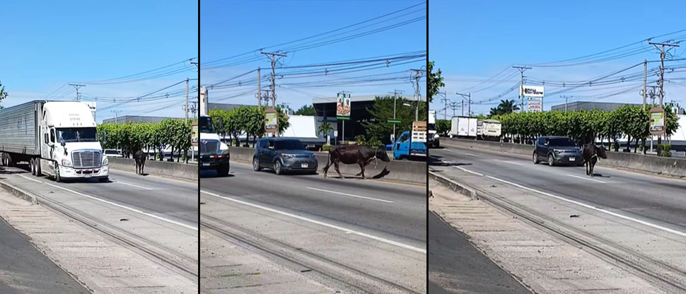 Vaca suelta estuvo al borde de causar un accidente en carretera Panamericana