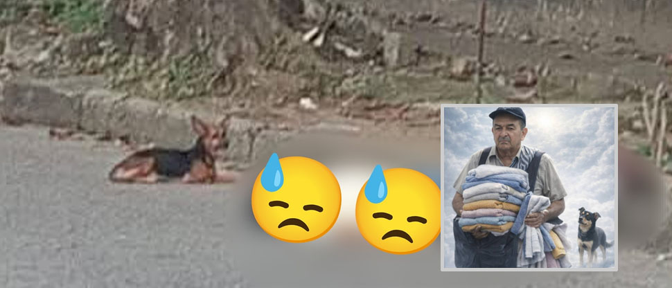 Fiel hasta el último momento: perrito no abandona a su dueño fallecido en accidente