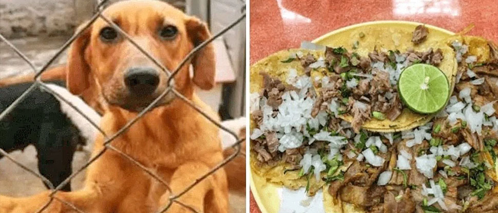 MÉXICO: realizan operativo en negocios por presunta venta de tacos con carne de perros