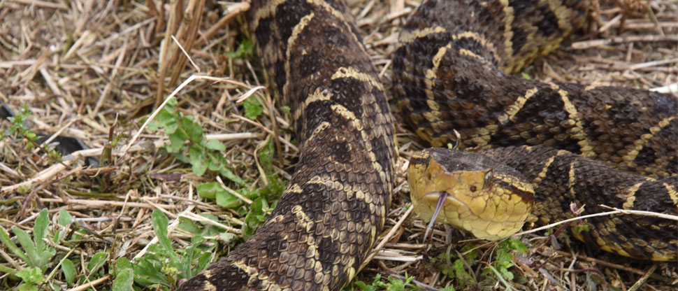 Abuelita fallece tras ser mordida por una serpiente “Barba Amarilla” en Santa Ana