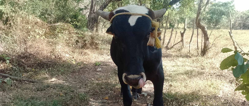Buscan a dueño de toro que deambula en la calle a San Matías