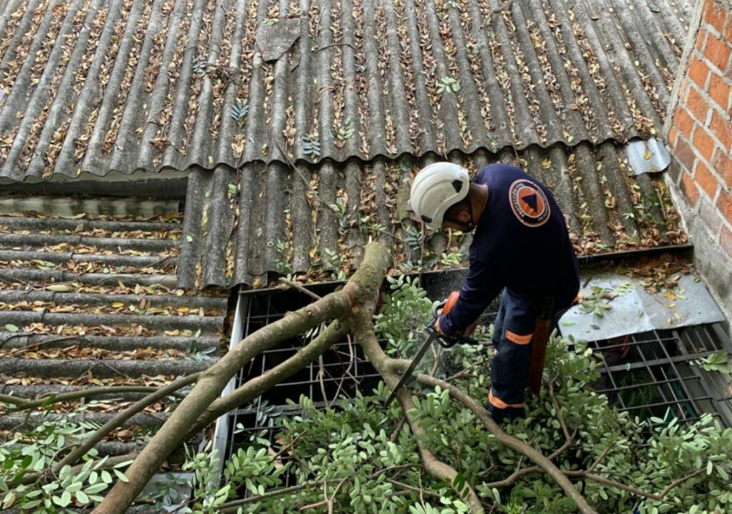 Ejecutan tala de árbol que representaba un peligro para familias de San Salvador