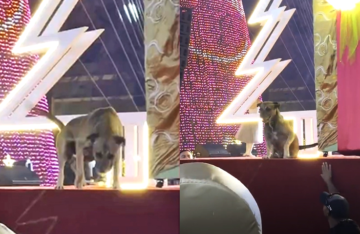 Chucho modelo: perrito sorprende a todos tras posar para una foto en la Villa Navideña