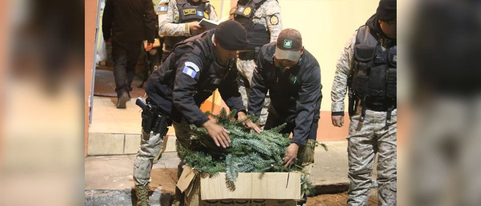 Guatemala: decomisan 4,976 ramillas de pinabete en Quetzaltenango