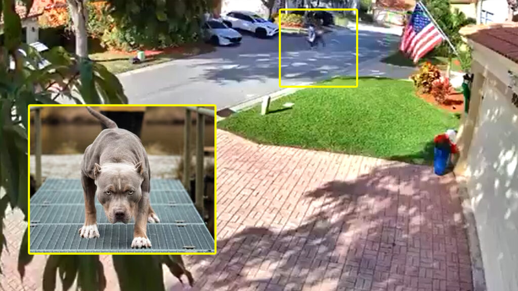 Pitbull suelto ataca y manda al hospital a tres personas en Florida