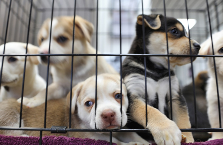 Histórico: México prohíbe la exhibición pública de mascotas en venta