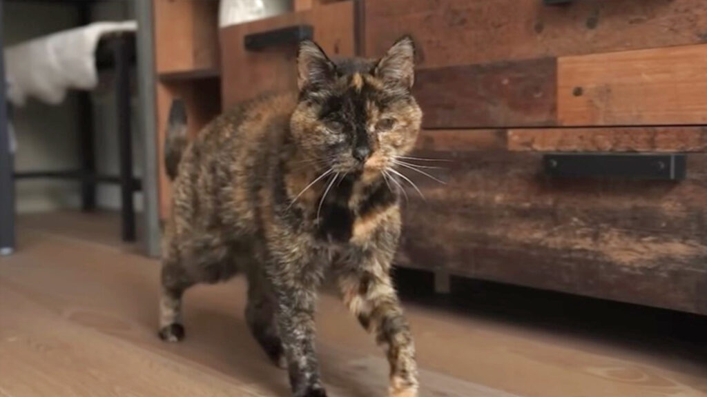 30 años de Flossie, la gata más longeva del mundo