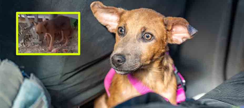 Rescatan a perrito que estaba abandonado en San Salvador