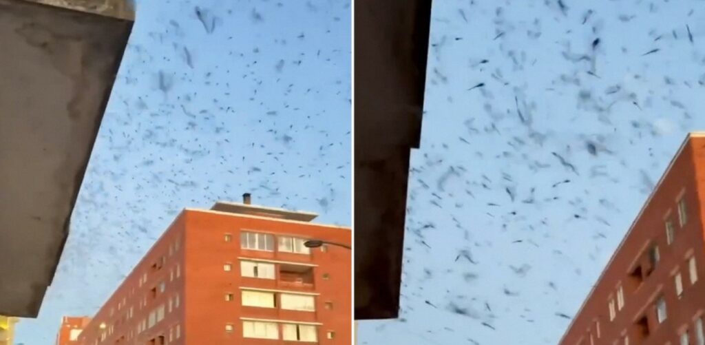 Plaga de libélulas se toma el cielo de Uruguay
