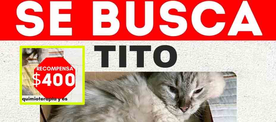 Salvadoreño ofrece importante recompensa por su gatito perdido en Soyapango