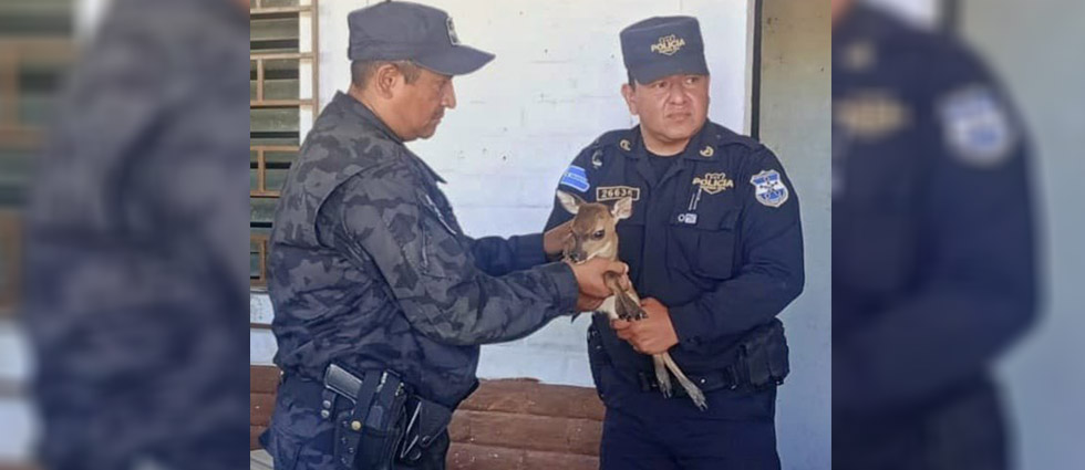 Rescatan a cervatillo cuando era perseguido por perros en Santa Ana