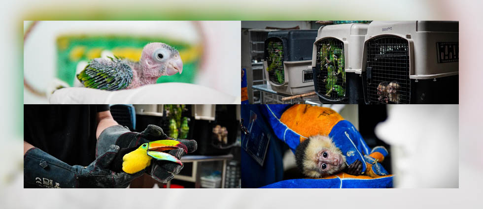 PNC rescata a 36 animales silvestres durante operativo contra el tráfico de fauna
