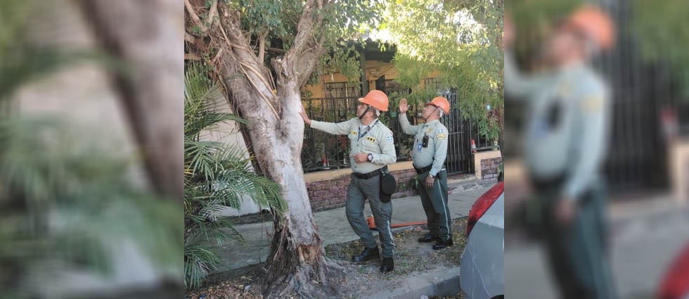 Derriban árbol que estaba por caer sobre una vivienda en Santa Tecla