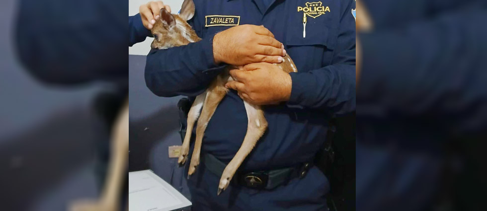 Ciudadano rescata a cervatillo de inescrupulosos sujetos: «Negoció un precio por el pequeño venado y lo entregó»
