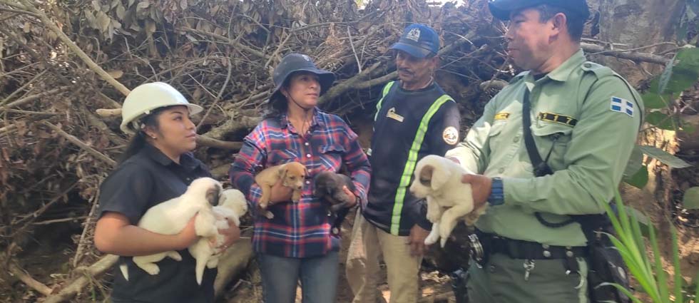 Santa Tecla: CAM rescata a perritos abandonados tras una denuncia ciudadana