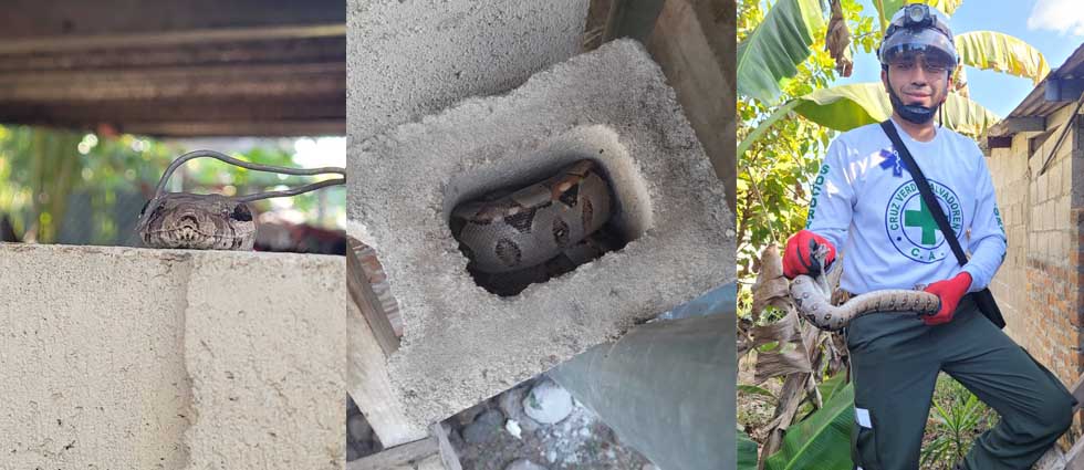 Cruz Verde desaloja a inesperada ‘visitante’ de una vivienda en El Paisnal