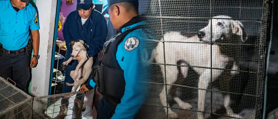 Rescatan a perrita que vivía en malas condiciones de salud en una vivienda de Cuscatancingo