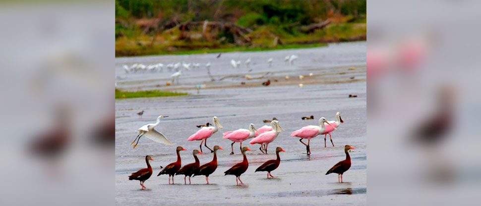 Pichiches y espátulas rosadas brindan espectáculo natural en costa salvadoreña