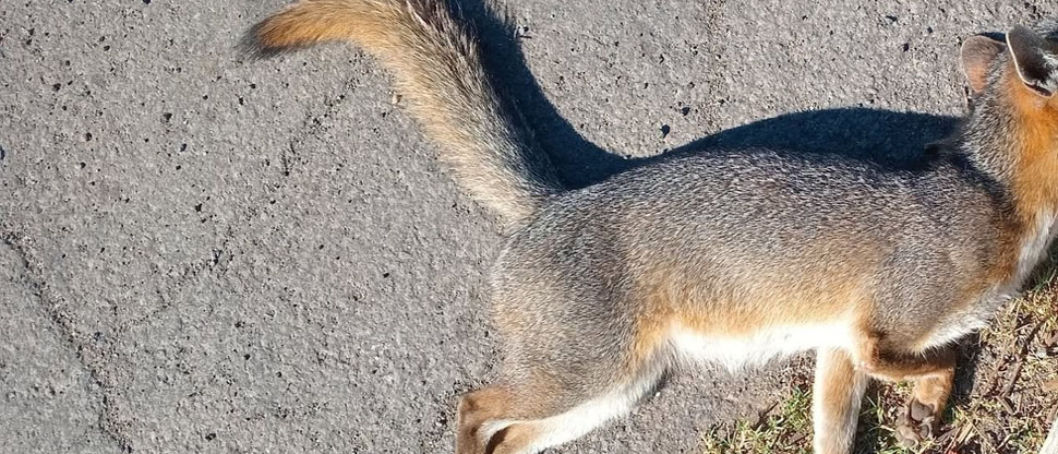 Pobladores lamentan muerte de zorro que fue atropellado en carretera a Jiquilisco