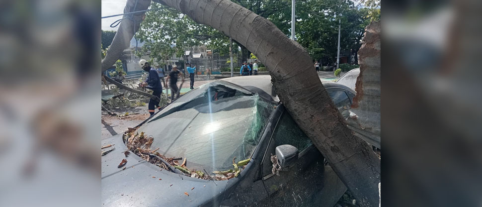 Árbol de gran tamaño cae sobre vehículo estacionado en plaza Zurita, San Salvador