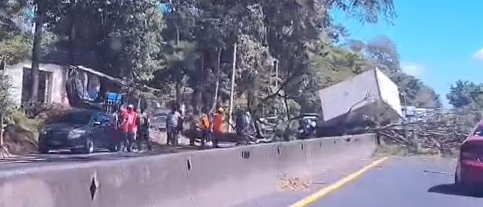 Conductor y su acompañante quedan atrapados tras caer árbol sobre camión en Sonsonate
