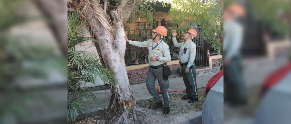 Realizan tala controlada de árbol que representaba riesgo de caer sobre una vivienda